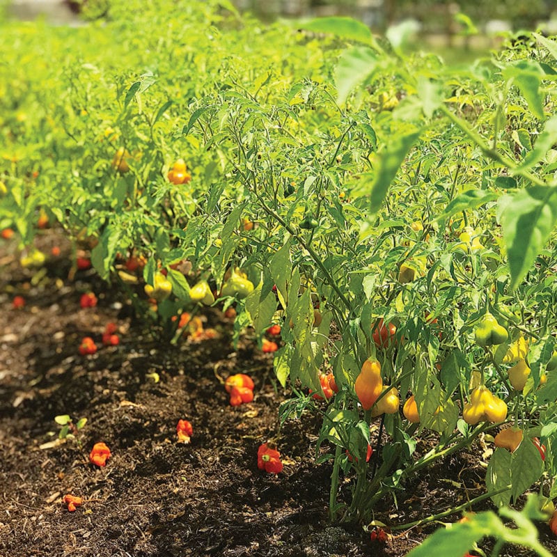 Farm Visits - Dallas Farmers Market