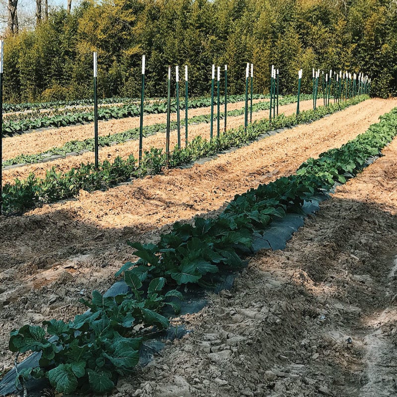 Farm Visits - Dallas Farmers Market