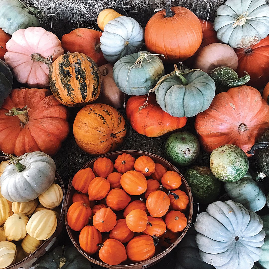 Image result for images of pumpkins