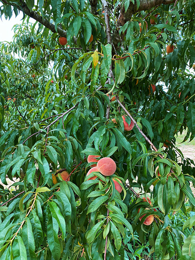 Peach Street Farmers Market