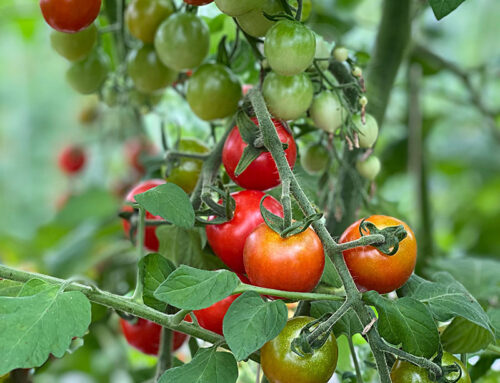 RED, RIPE, AND FUN TOO!