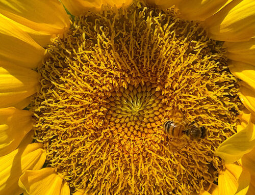GIVE BEES A CHANCE