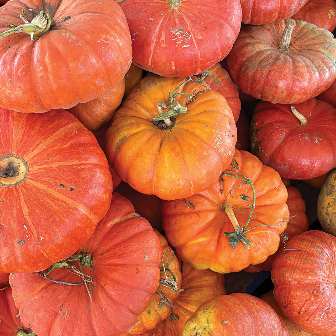 DallasFarmersMarketFall6