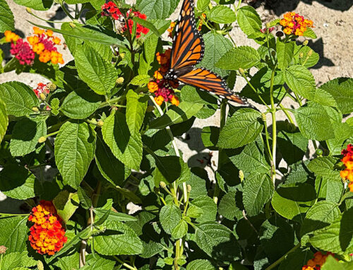 OF MILKWEED AND MONARCHS