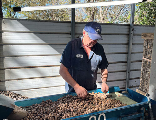 NUTS FOR THE HOLIDAYS!