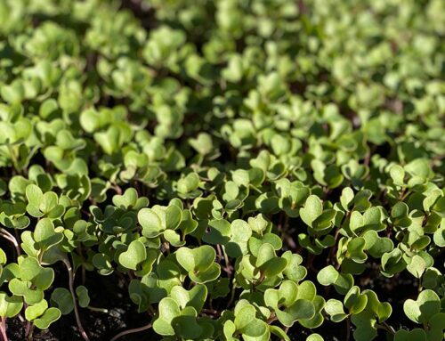 SHAMROCKIN’ THE DFM