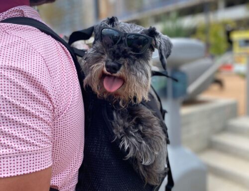 THE ULTI-MUTT WEEKEND