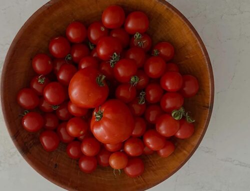TOMATO TIME STARTS NOW